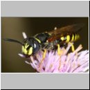 Philanthus triangulum - Bienenwolf m31a Sandgrube Niedringhaussee.jpg